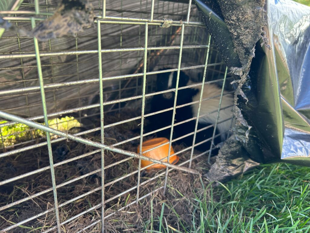 Animal Removal Grant Township